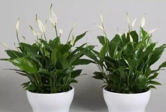 一帆風(fēng)順用什么水澆，澆池塘水、淘米水生長(zhǎng)最快