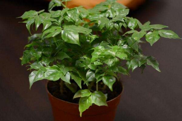 幸福樹掉葉子怎么辦，可以通過以下4步進(jìn)行補(bǔ)救