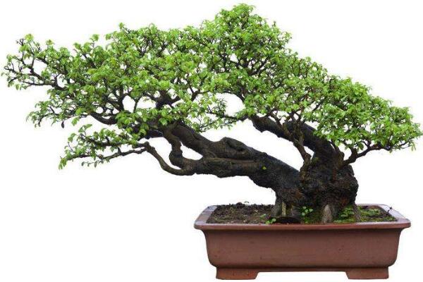 羅漢松種在家里禁忌，忌放在財位處