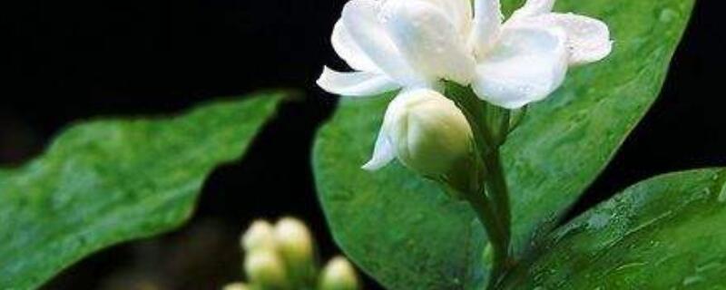 北方如何養(yǎng)好茉莉