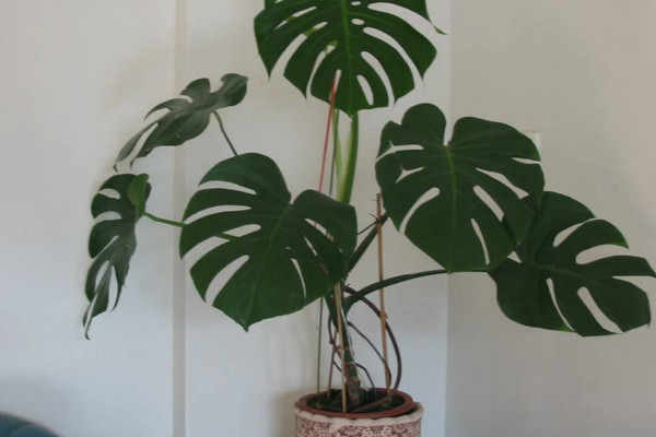 龜背竹怎么扦插，建議在春秋季節(jié)進(jìn)行扦插