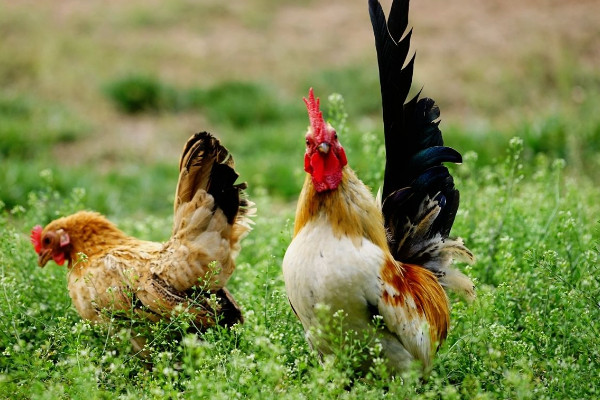 養(yǎng)雞怎樣防止黃鼠狼