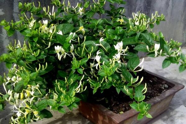 金銀花樹苗的種植方法，種后養(yǎng)護(hù)非常關(guān)鍵