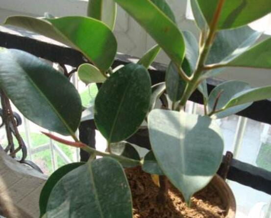 橡皮樹長(zhǎng)黑斑怎么辦，兩種原因以及解決辦法