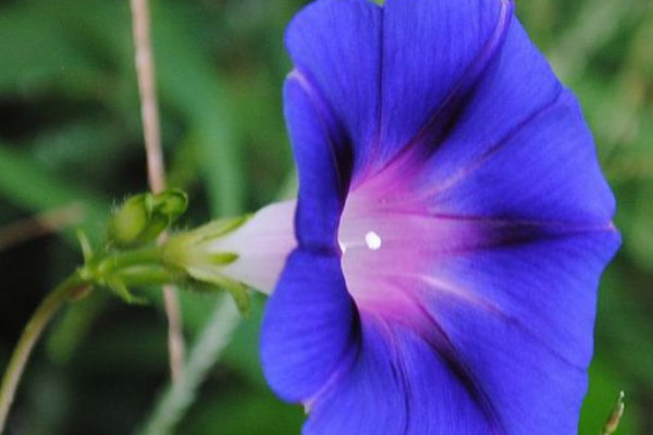 怎樣讓牽?；ńY(jié)籽