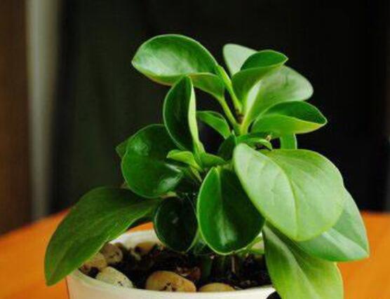 紫邊碧玉椒草的養(yǎng)殖方法和注意事項(xiàng)嗎，老農(nóng)教你六大基本養(yǎng)殖方法