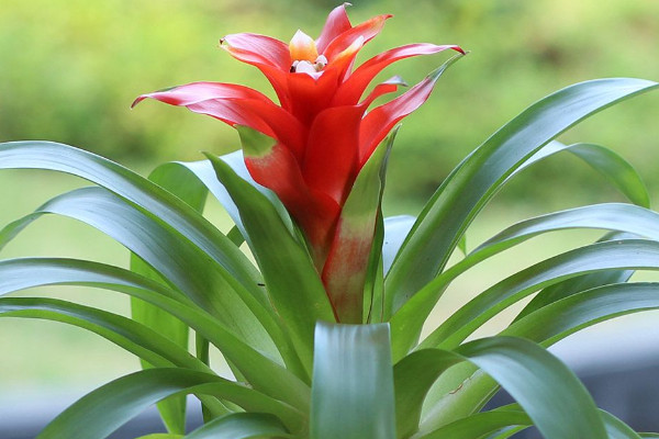 鴻運當頭冬天好養(yǎng)嗎