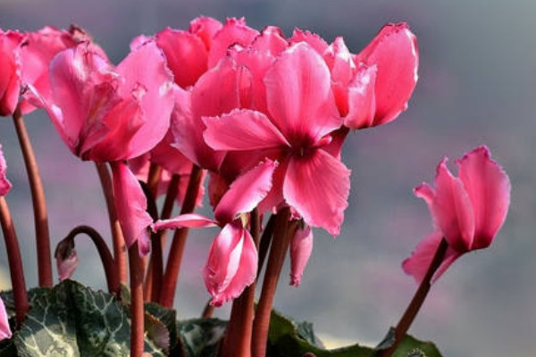 仙客來(lái)好養(yǎng)嗎