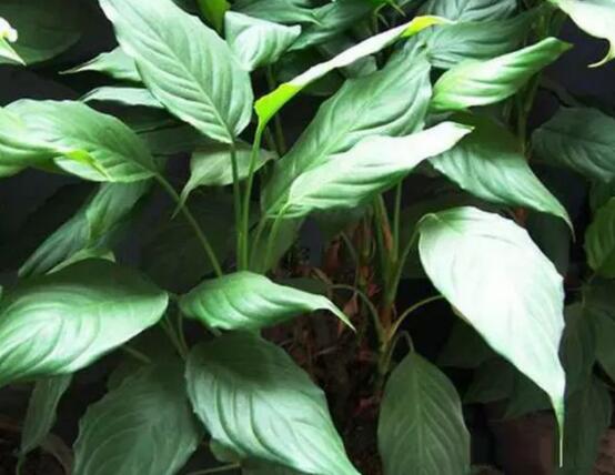 萬(wàn)年青的作用，凈化空氣、利尿、解毒