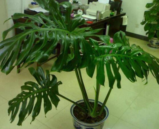 龜背竹的修剪方法圖解，主要以整株、枝頂、整修修剪為主