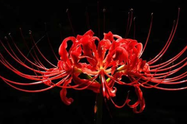 彼岸花的養(yǎng)護方法