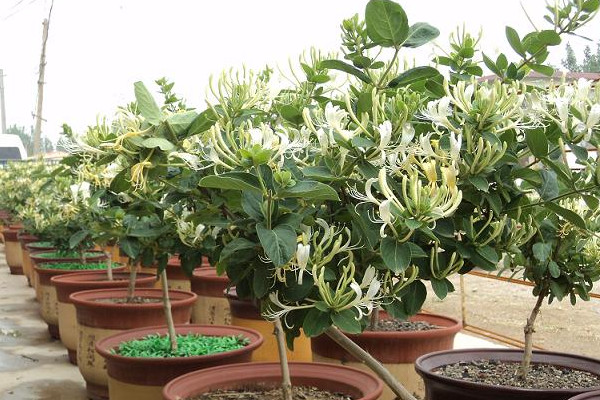 金銀花盆栽養(yǎng)殖方法和注意事項，澆水見干見濕需遮蔽強(qiáng)光