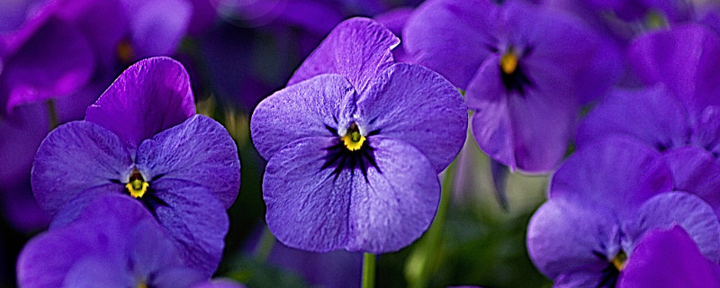 紫羅蘭冬天會(huì)不會(huì)凍死