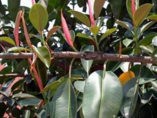 橡皮樹怎么換盆，教你四個簡單易學(xué)的方法