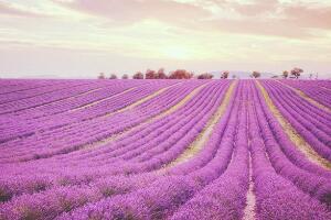 薰衣草代表什么意思，薰衣草花語是什么/等待愛情