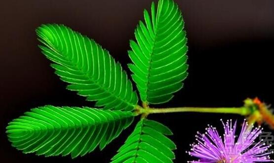 養(yǎng)含羞草對人體有害嗎，含有輕微的毒性/無害(放心養(yǎng)殖)