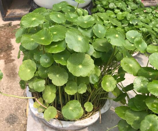 銅錢草怎么施肥，銅錢草需要什么肥料