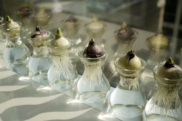 水培風(fēng)信子有毒嗎，有毒要避免接觸皮膚