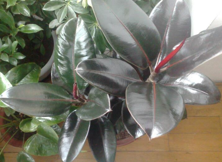 橡皮樹的副作用，對(duì)人體沒有特別大的傷害