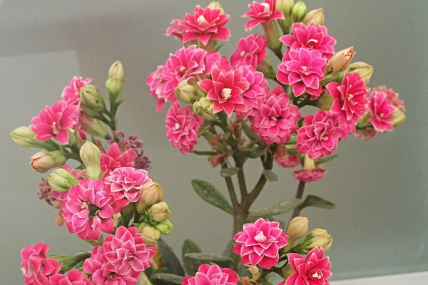 長壽花花苞期間怎么養(yǎng)護