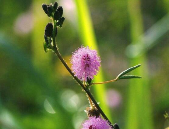 養(yǎng)含羞草對(duì)人體有害嗎，含有輕微的毒性/無(wú)害(放心養(yǎng)殖)