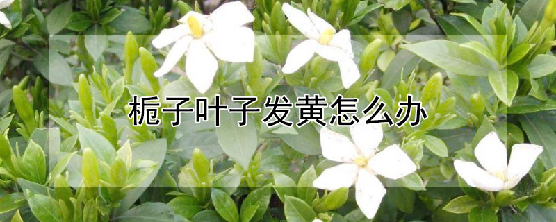 梔子葉子發(fā)黃怎么辦