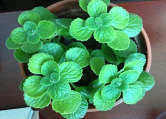 碰碰香爛根處理方法，老農(nóng)總結(jié)兩種最簡單有效措施(輕度與重度)