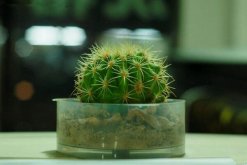 仙人球的繁殖方法，以下三種繁殖方法必須要掌握