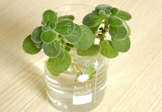 碰碰香長蚧殼蟲怎么辦，積極的進(jìn)行病蟲害防治