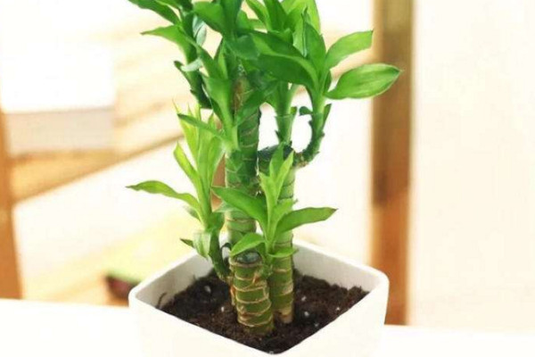 富貴竹冬天怎么養(yǎng)