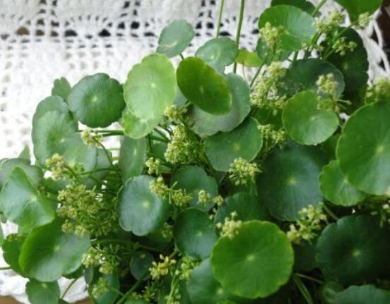 銅錢草水培好還是土培好，水培和土培兩者皆好