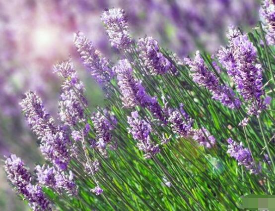 薰衣草有什么功效，舒緩修護(hù)、改善心肌、安撫神經(jīng)