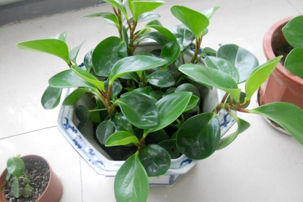 豆瓣綠和碧玉的區(qū)別，豆瓣綠是學名，碧玉是別稱