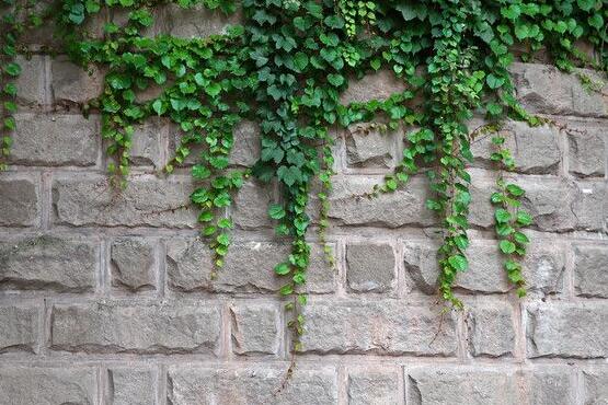 常春藤掉葉子怎么辦，四種原因以及解決辦法