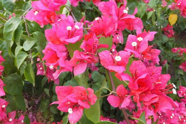 巴西三角梅的養(yǎng)殖方法和注意事項