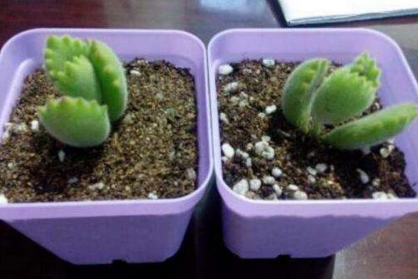 熊童子扦插圖解，4步即可完成熊童子的扦插