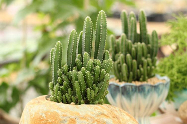 仙人掌適合放哪里，放在陽臺(tái)更利于生長