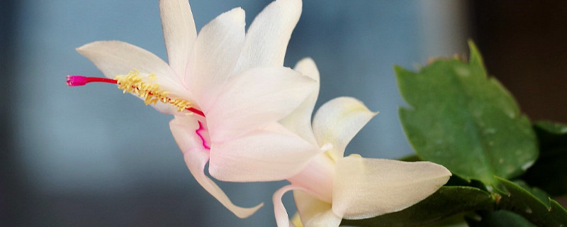 蟹爪蘭怎么不開(kāi)花