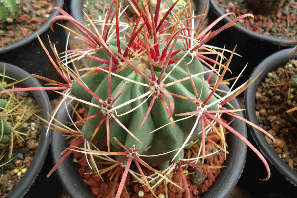 仙人球的種類有哪些，根據(jù)外觀/毛刺/可食用性區(qū)分