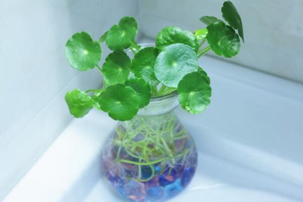 銅錢草水培里面有蟲怎么辦，清水清洗換水重新水培