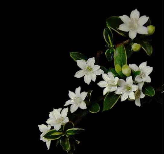 六月雪葉子發(fā)黃脫落怎么辦，分正常落葉和不正常落葉原因