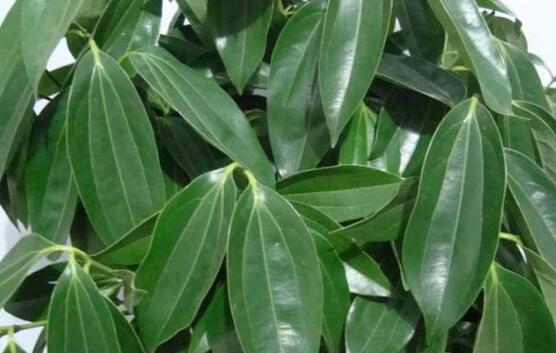 平安樹圖片，平安樹開花圖片