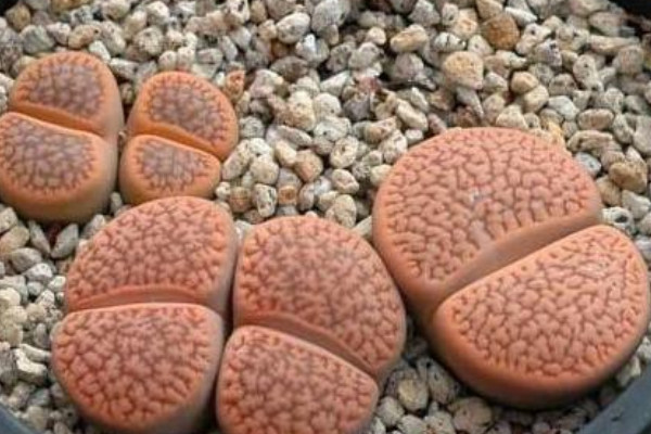 生石花冬天怎么養(yǎng)護