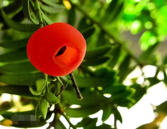 紅豆杉雌雄株怎樣分辨，教你最直觀簡單三種分辨方法