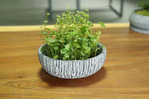 銅錢草開花了怎么辦，分為留種處理和不留種處理