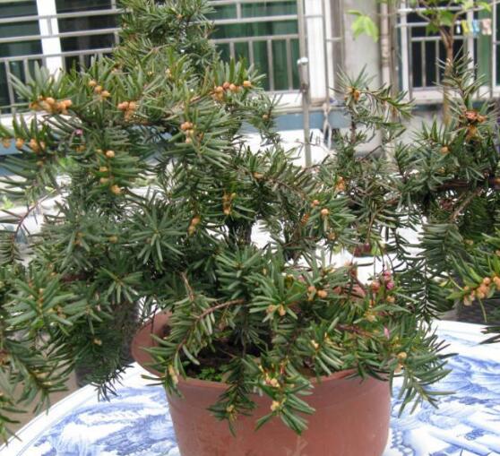 紅豆杉的功效與作用，紅豆杉八大功效與作用