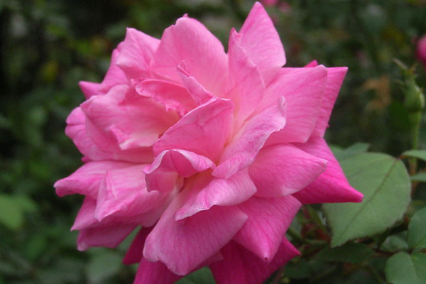 薔薇花會結(jié)果嗎