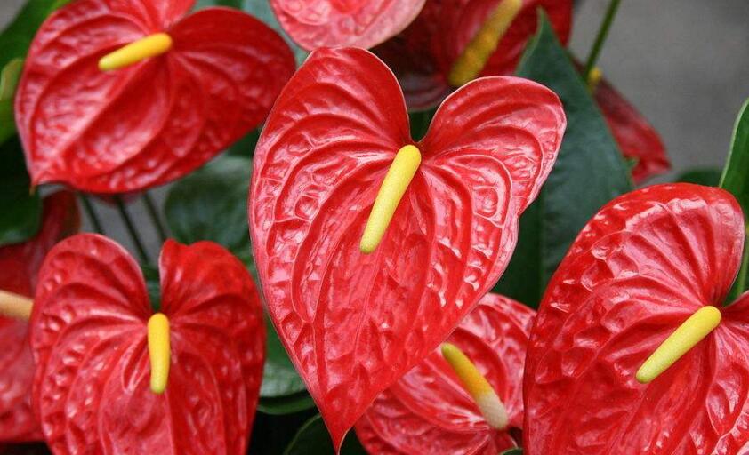 紅掌用什么土栽培，疏松、透氣、有營養(yǎng)很關(guān)鍵