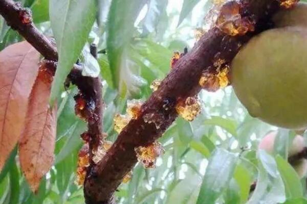 桃花的病害防治，4種常見病害講解