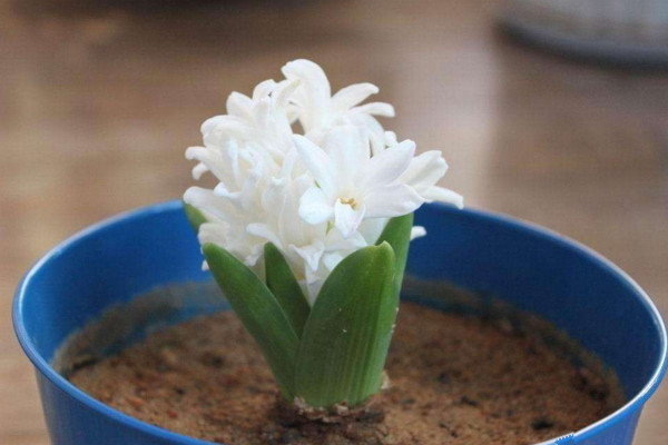 風信子凋謝后怎么處理，修剪葉片并保留根莖